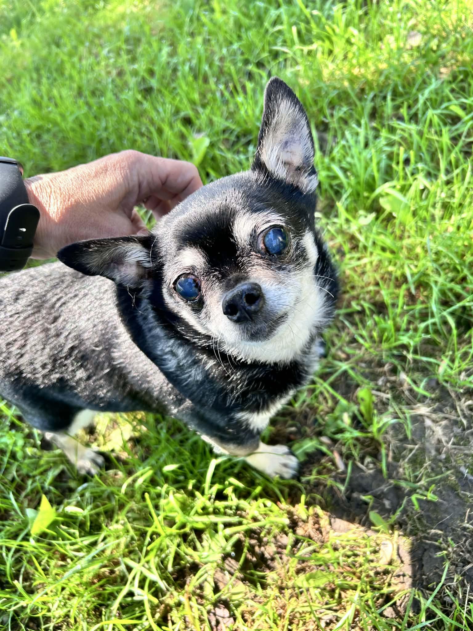 Max, ADOPTABLE, Senior Male Chihuahua.