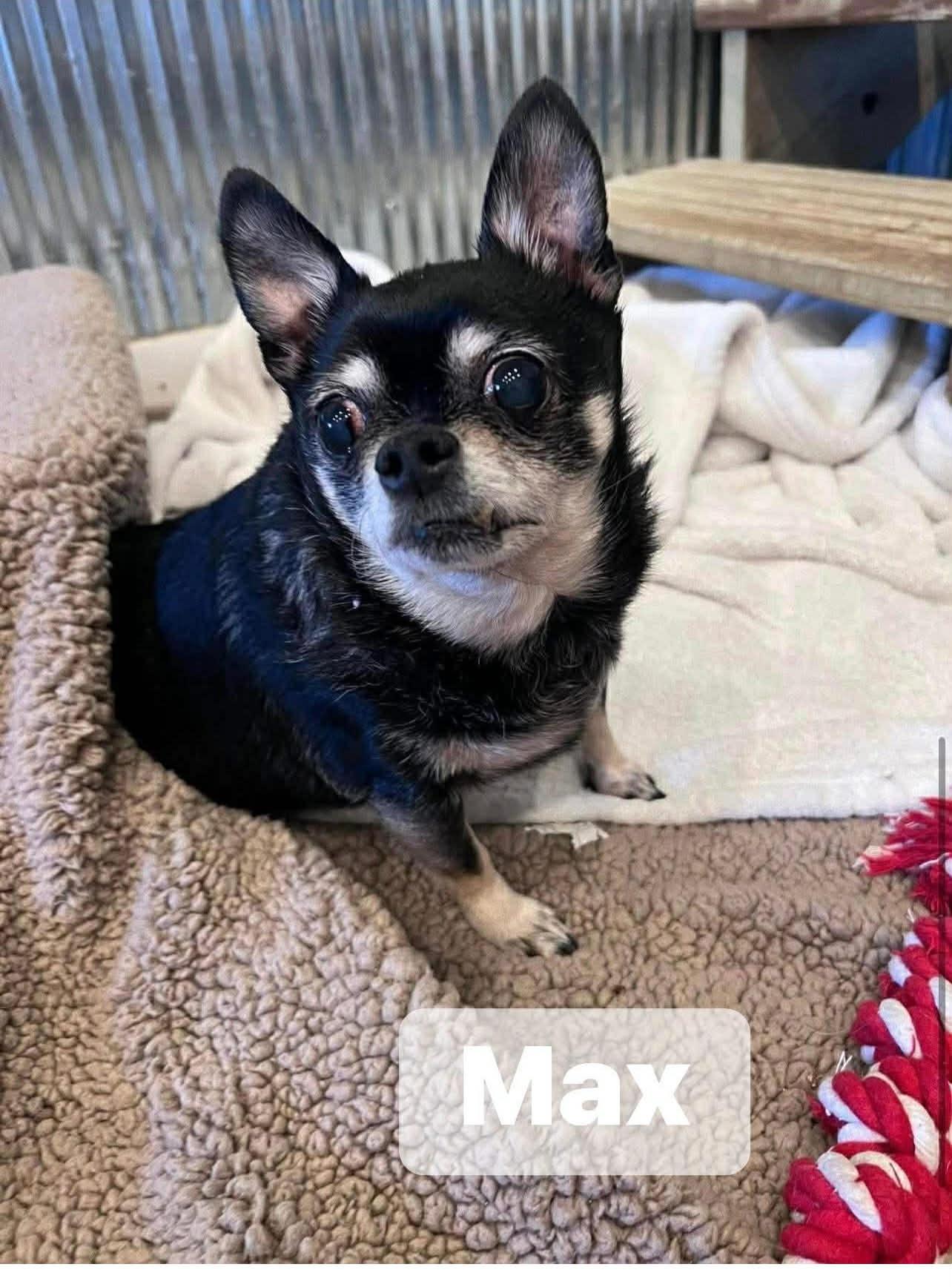 Max, a ADOPTABLE Chihuahua in Saginaw, MI image 2/4