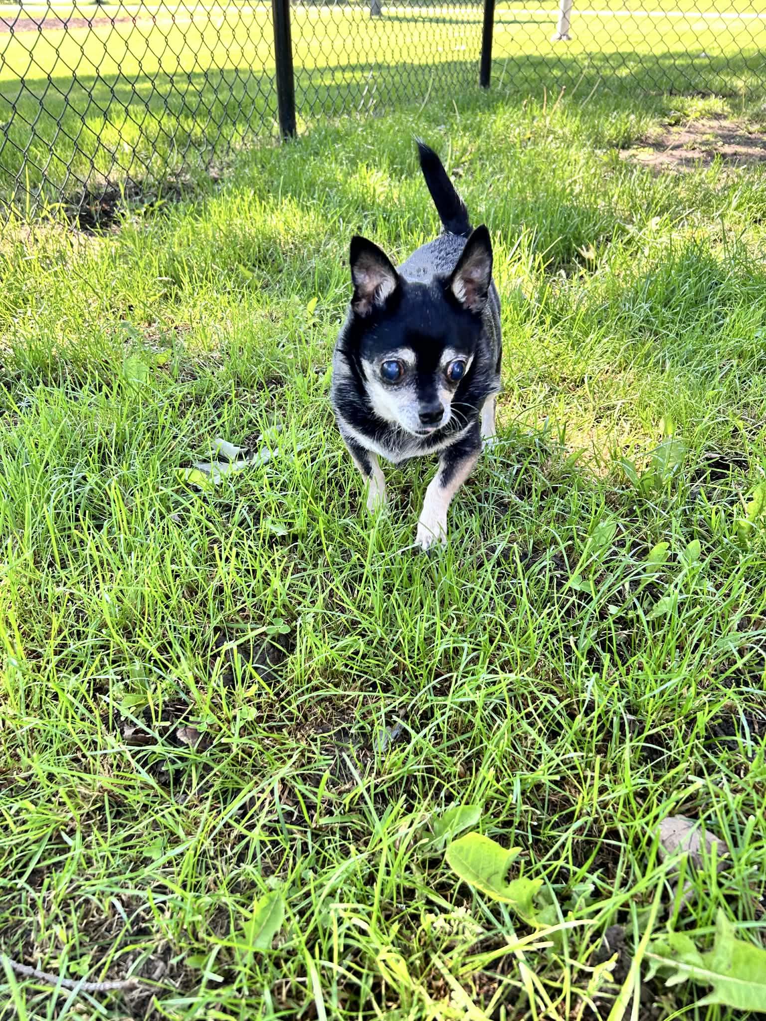Max, a ADOPTABLE Chihuahua in Saginaw, MI image 3/4