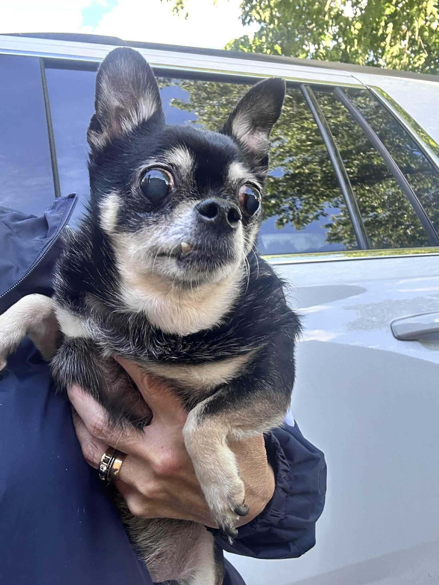 Max, a ADOPTABLE Chihuahua in Saginaw, MI image 4/4
