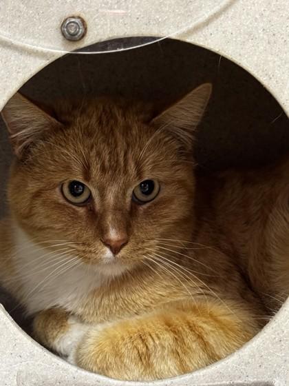Damon, Adoptable, Adult Male Domestic Short Hair & Domestic Short Hair.