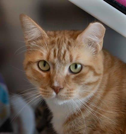 Damon, Adoptable, Adult Male Domestic Short Hair & Domestic Short Hair.