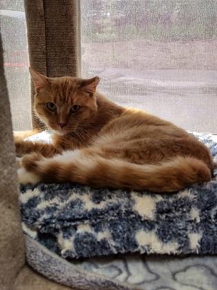 Enlarge Damon, a Adoptable mixed breed in Roseville, CA image 3/3