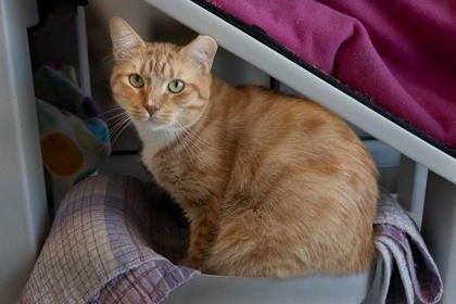 Enlarge Damon, a Adoptable mixed breed in Roseville, CA image 3/3