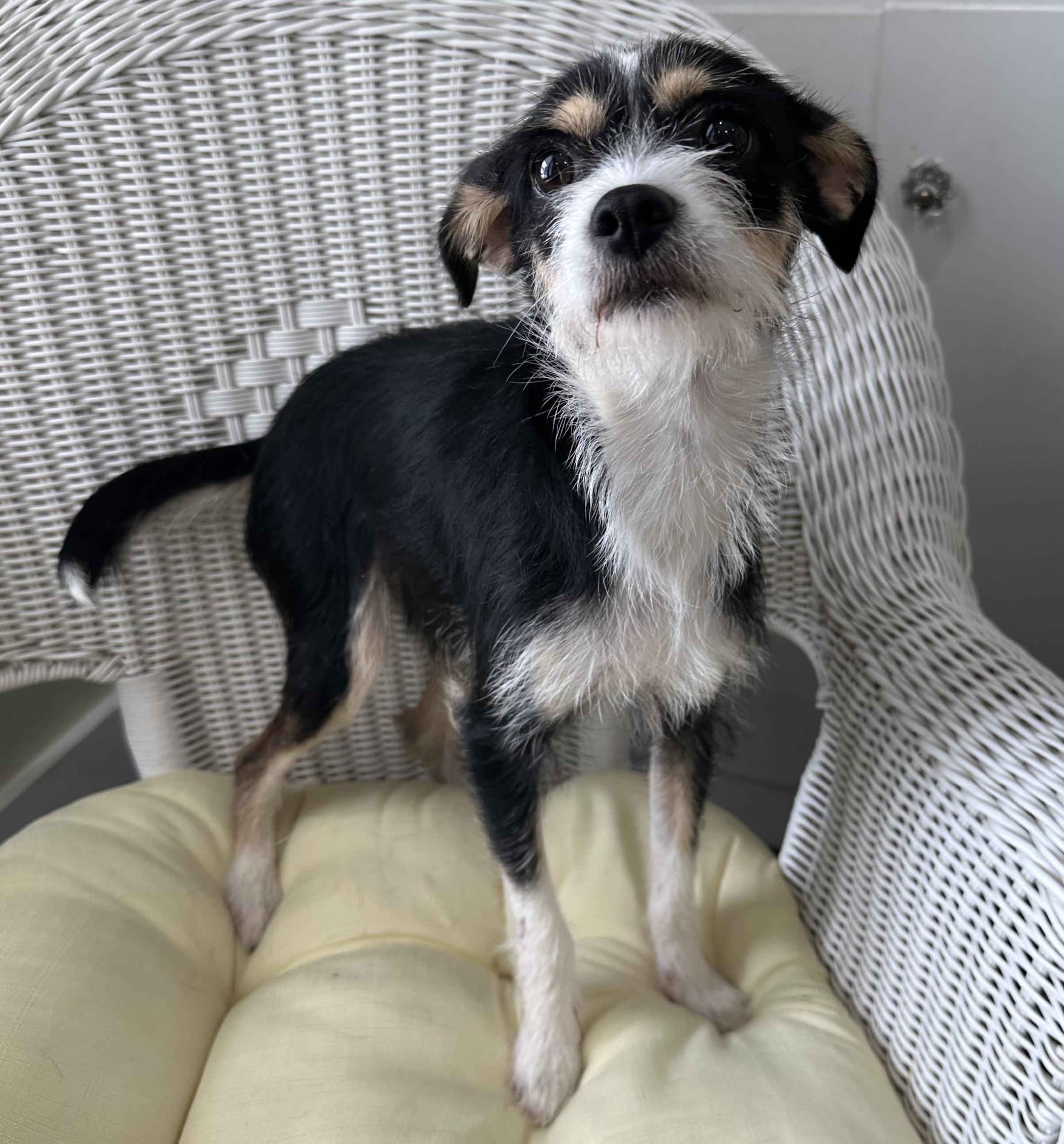 Emerald, a ADOPTABLE Wirehaired Terrier in Lawrenceville, GA image 3/4