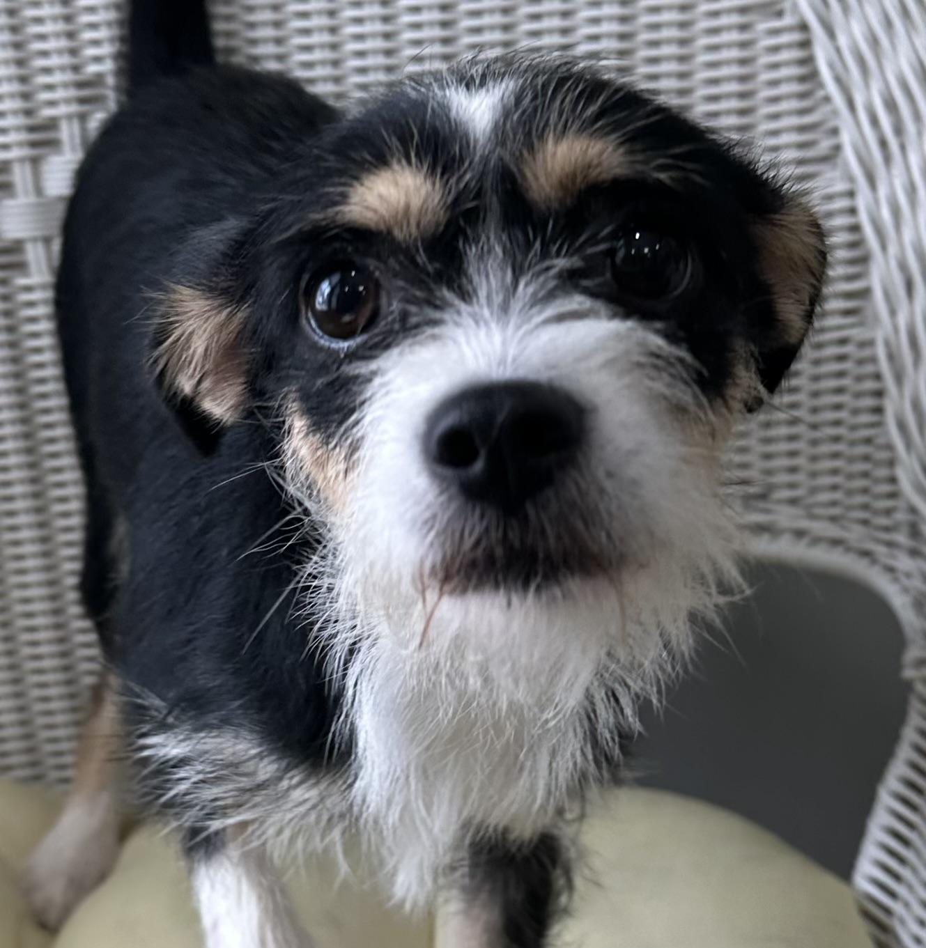 Emerald, ADOPTABLE, Young Female Wirehaired Terrier.