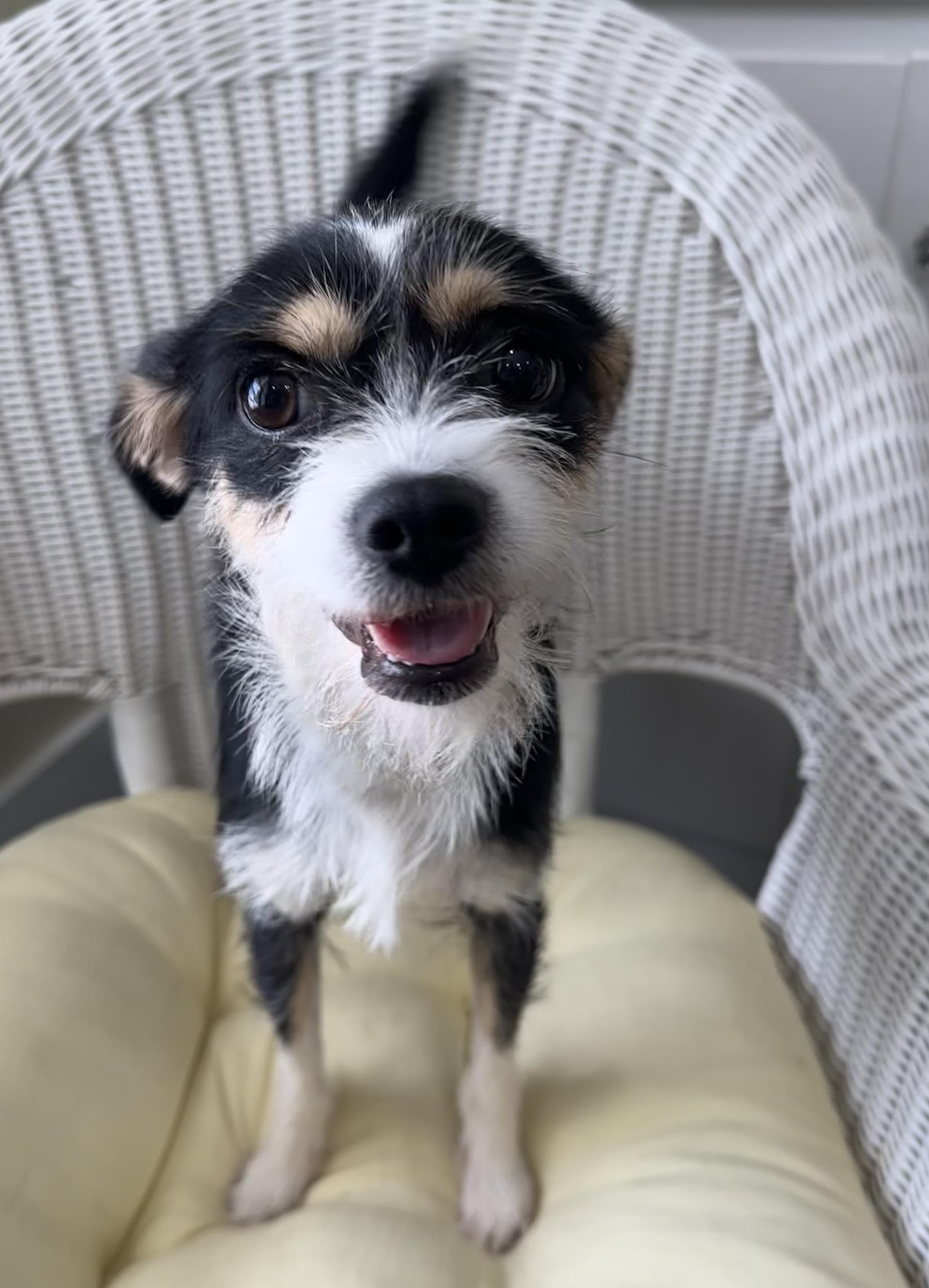 Emerald, a ADOPTABLE Wirehaired Terrier in Lawrenceville, GA image 4/4