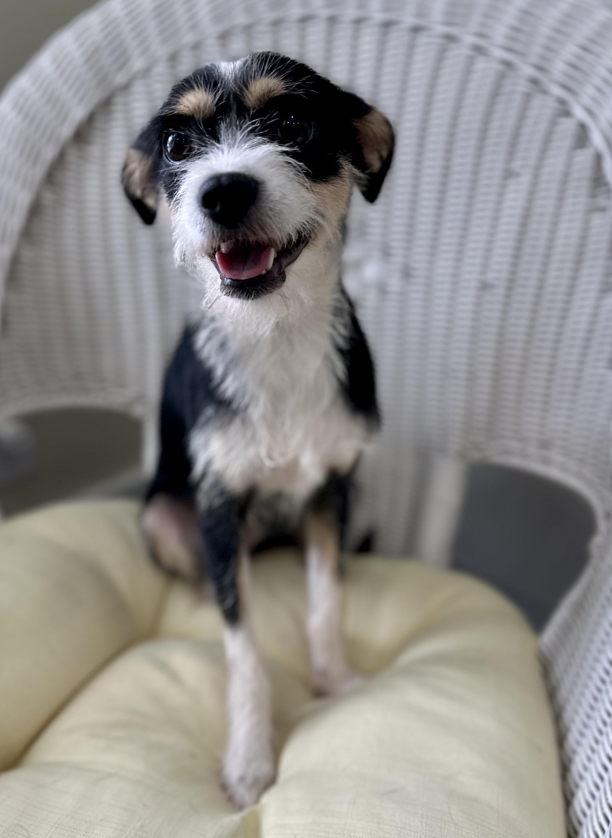 Emerald, a ADOPTABLE Wirehaired Terrier in Lawrenceville, GA image 2/4