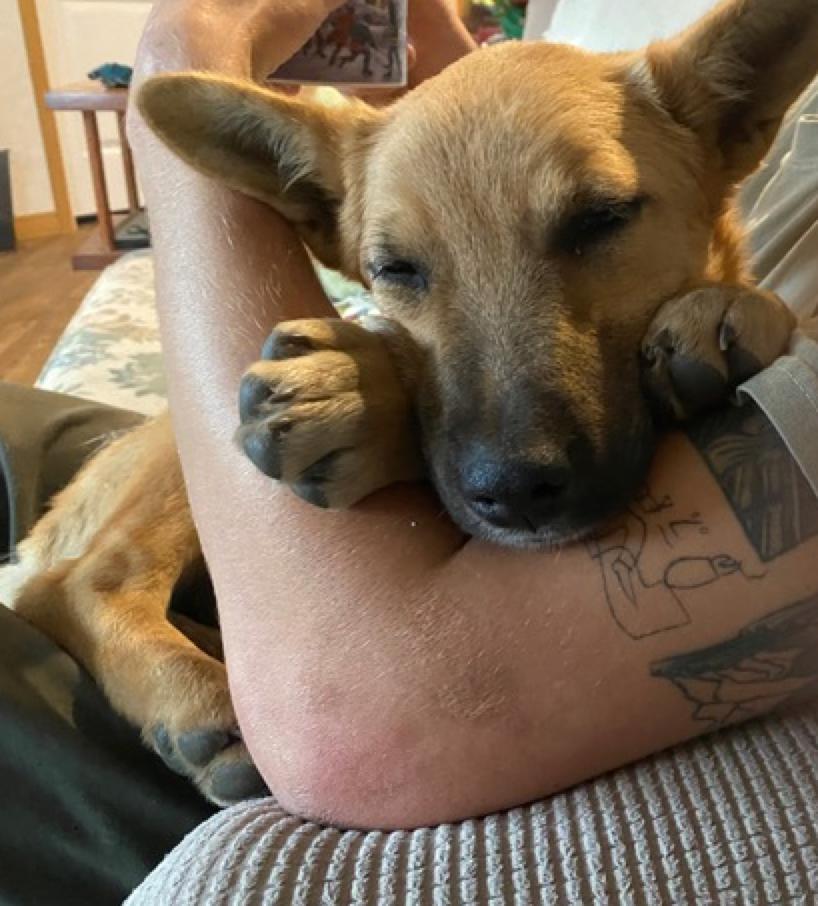 Nuka, a Adoptable mixed breed in Calgary, AB image 2/3