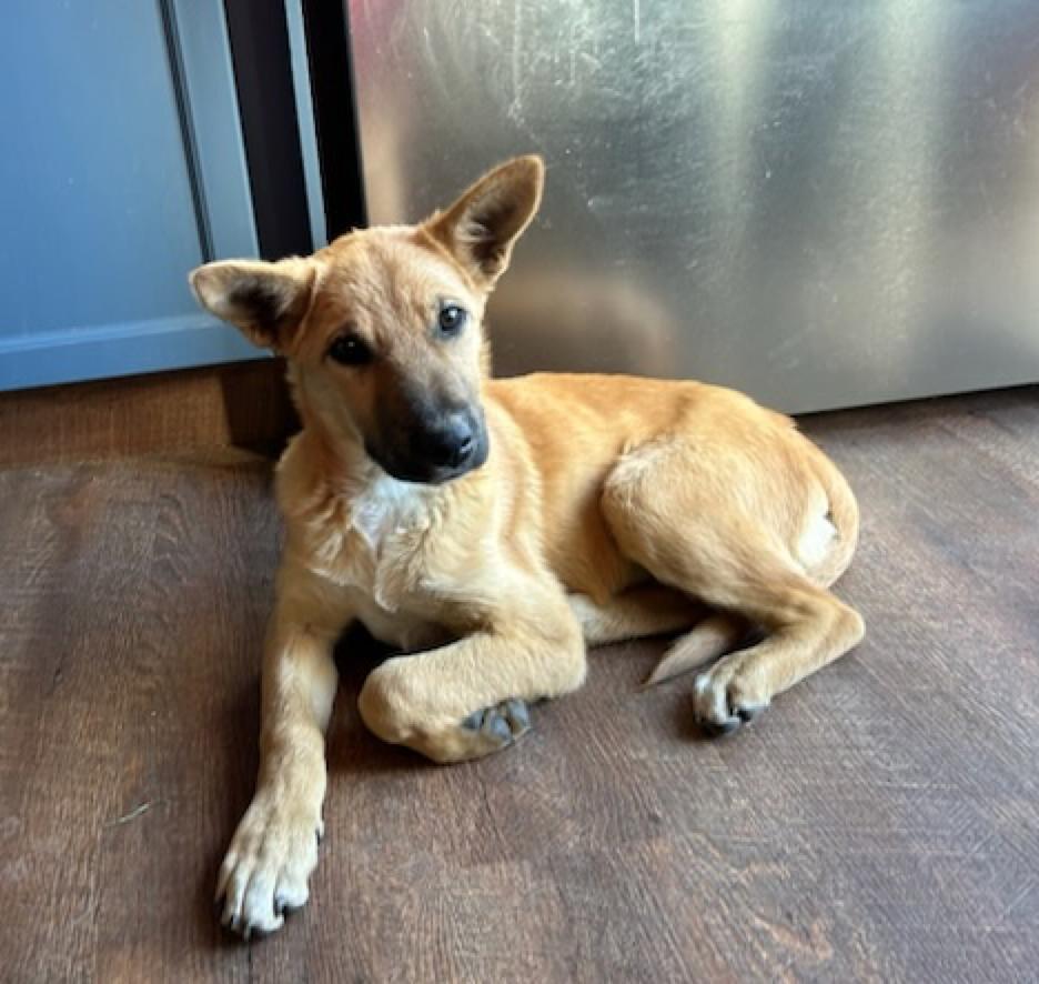 Nuka, a Adoptable mixed breed in Calgary, AB image 1/3