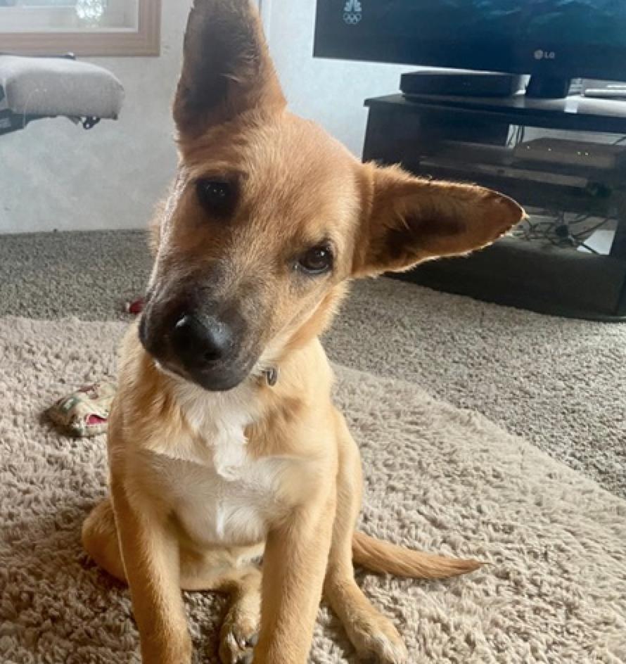 Nuka, a Adoptable mixed breed in Calgary, AB image 3/3