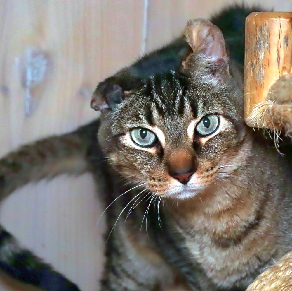 Cuddles, a Adoptable mixed breed in Vancouver, WA image 2/3