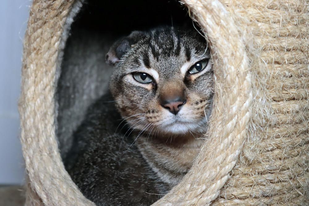 Cuddles, a Adoptable mixed breed in Vancouver, WA image 3/3