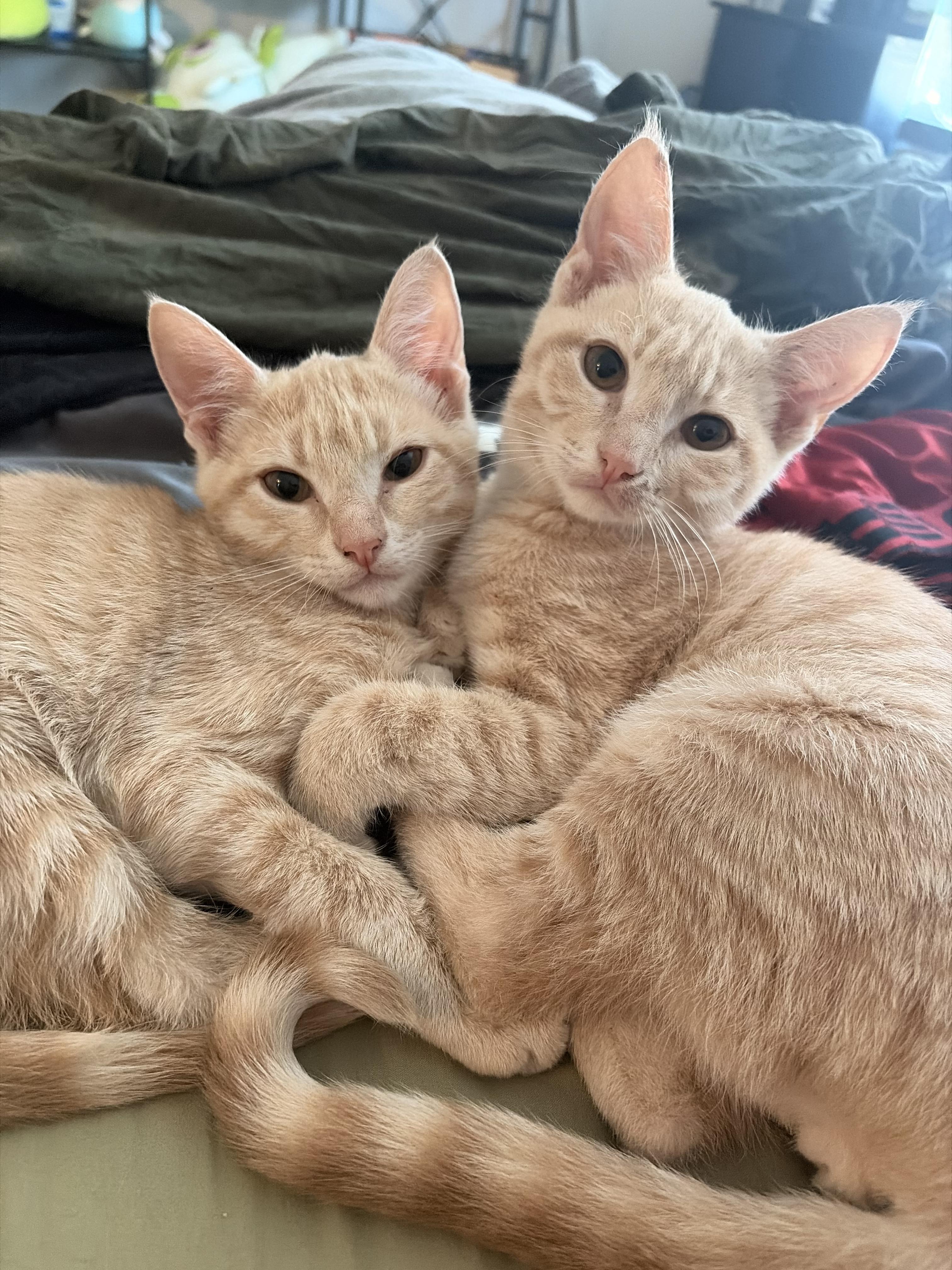 Gideon, Adoptable, Young Male Domestic Short Hair.