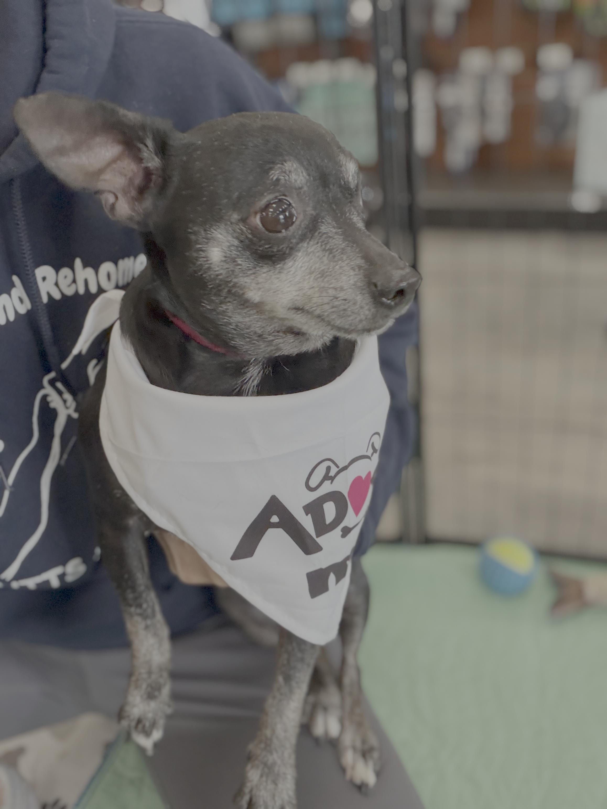 Enlarge Baby Girl, a Adoptable Chihuahua in Knoxville, TN image 1/2