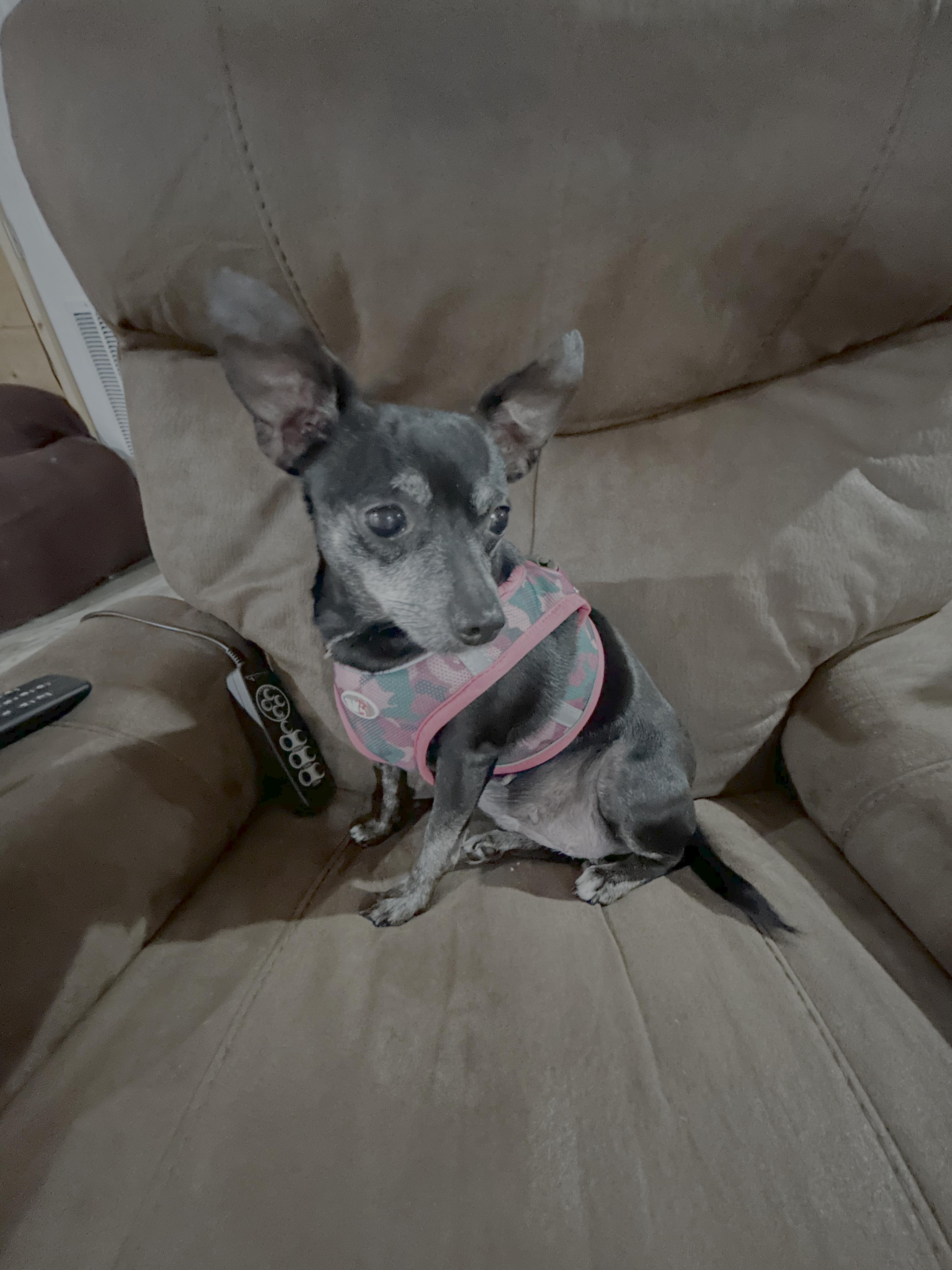 Enlarge Baby Girl, a Adoptable Chihuahua in Knoxville, TN image 2/2