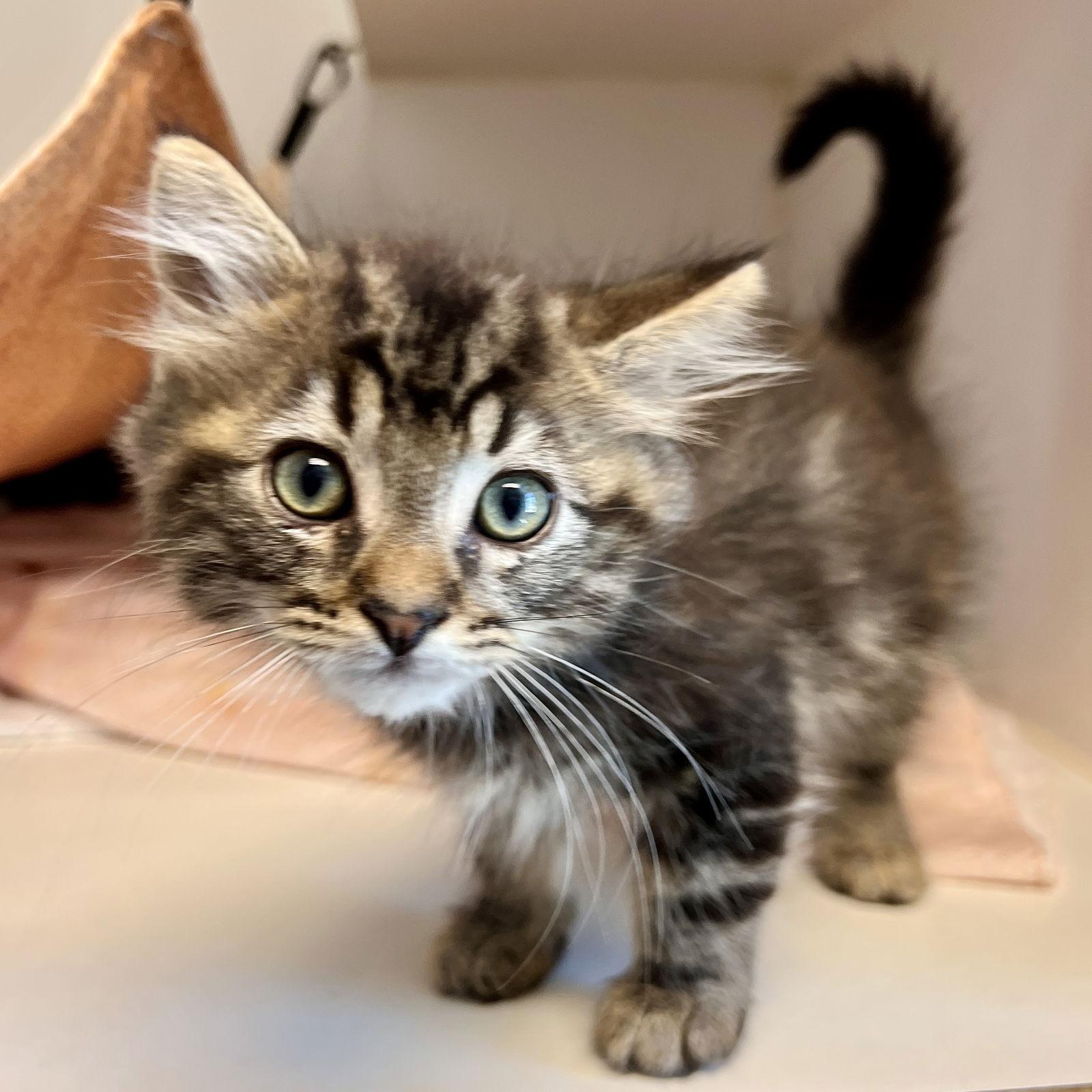 Ru (bonded w/ Paul), Adopted, Kitten Male Domestic Medium Hair.