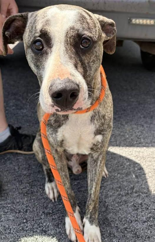 Snoop Dog, ADOPTABLE, Adult Male Catahoula Leopard Dog & Pit Bull Terrier.