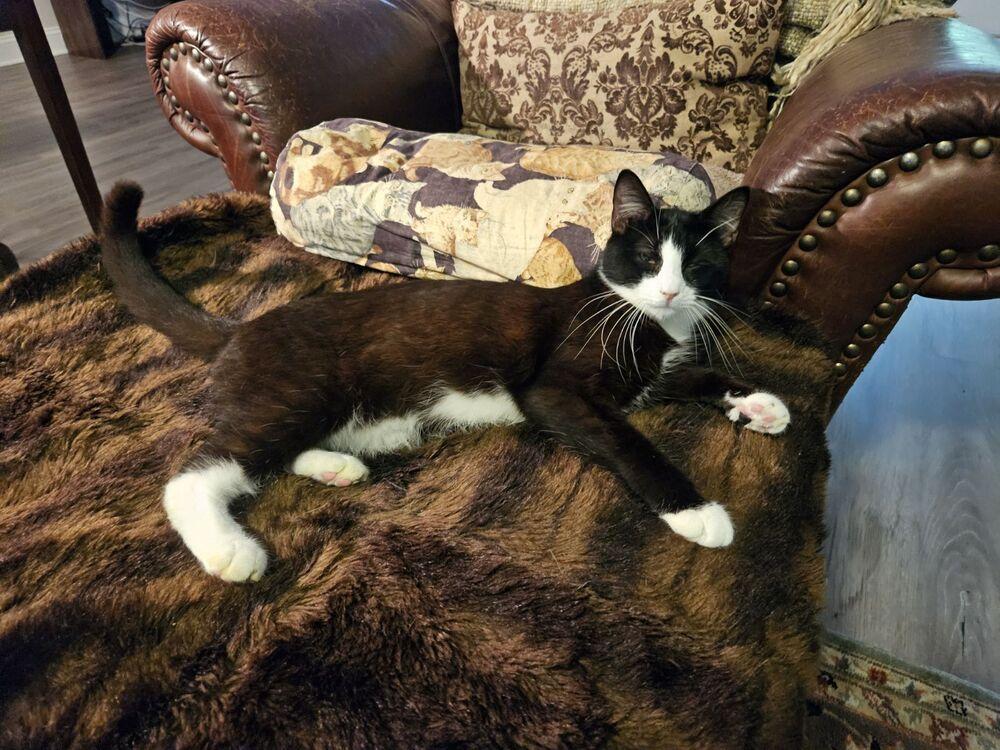 Enlarge Hank, a Adopted Domestic Short Hair in Youngsville, NC image 1/1