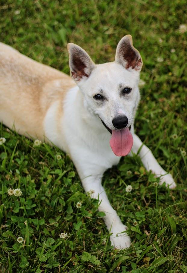 Flora, a Adoptable mixed breed in Battle Creek, MI image 3/5