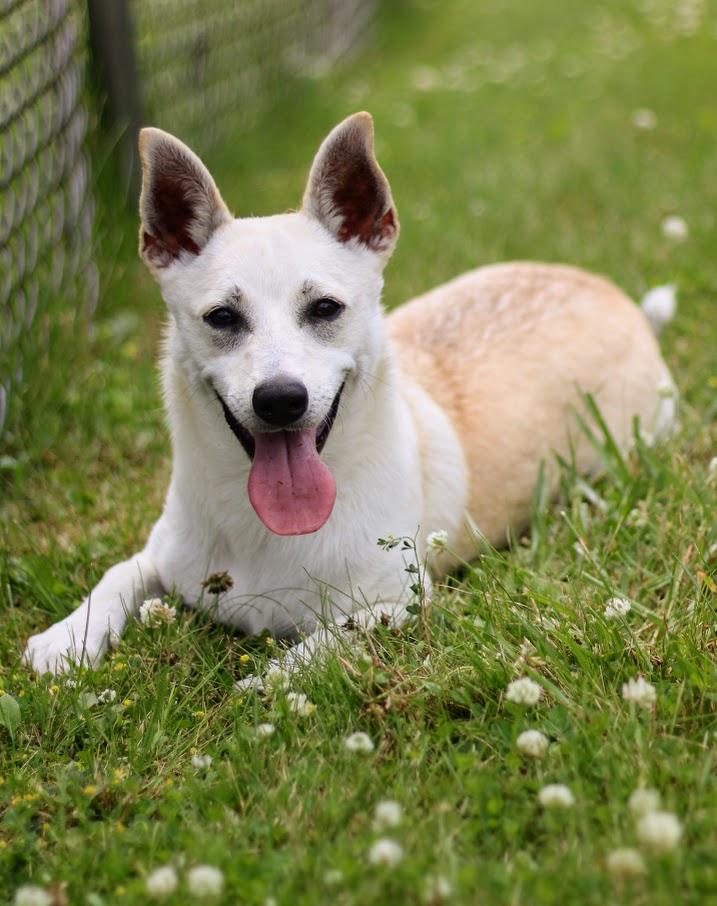 Flora, a Adoptable mixed breed in Battle Creek, MI image 2/5
