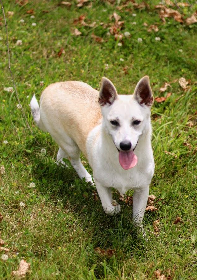 Flora, Adoptable, Puppy Female Corgi & Chiweenie.
