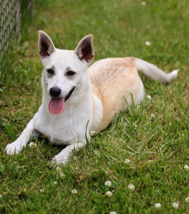 Flora, a Adoptable mixed breed in Battle Creek, MI image 4/5