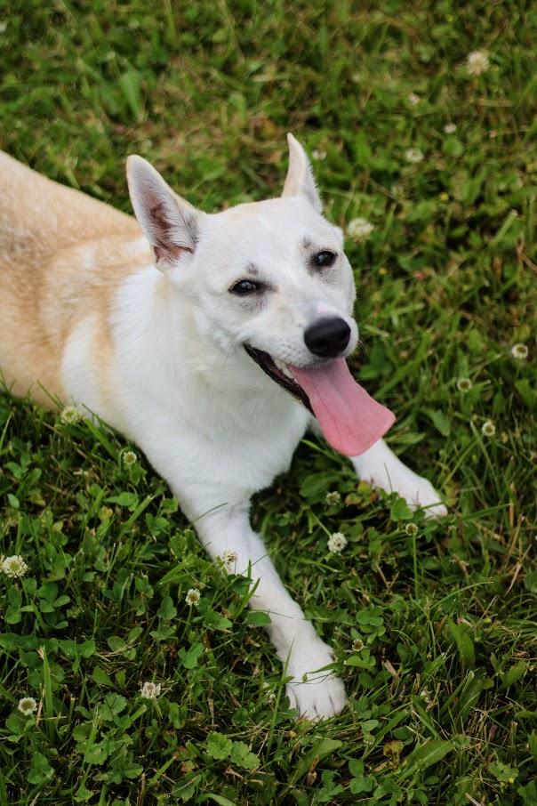 Flora, a Adoptable mixed breed in Battle Creek, MI image 5/5