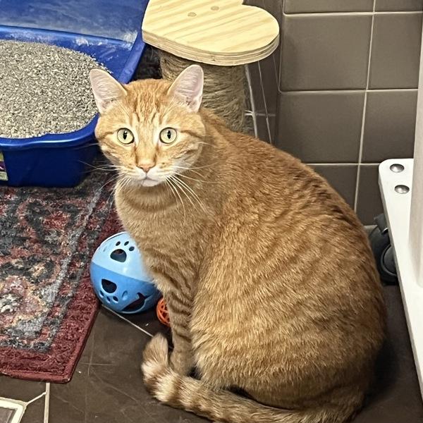 Simba -- Bonded Buddy With Cakes, a Adoptable mixed breed in Des Moines, IA image 3/3