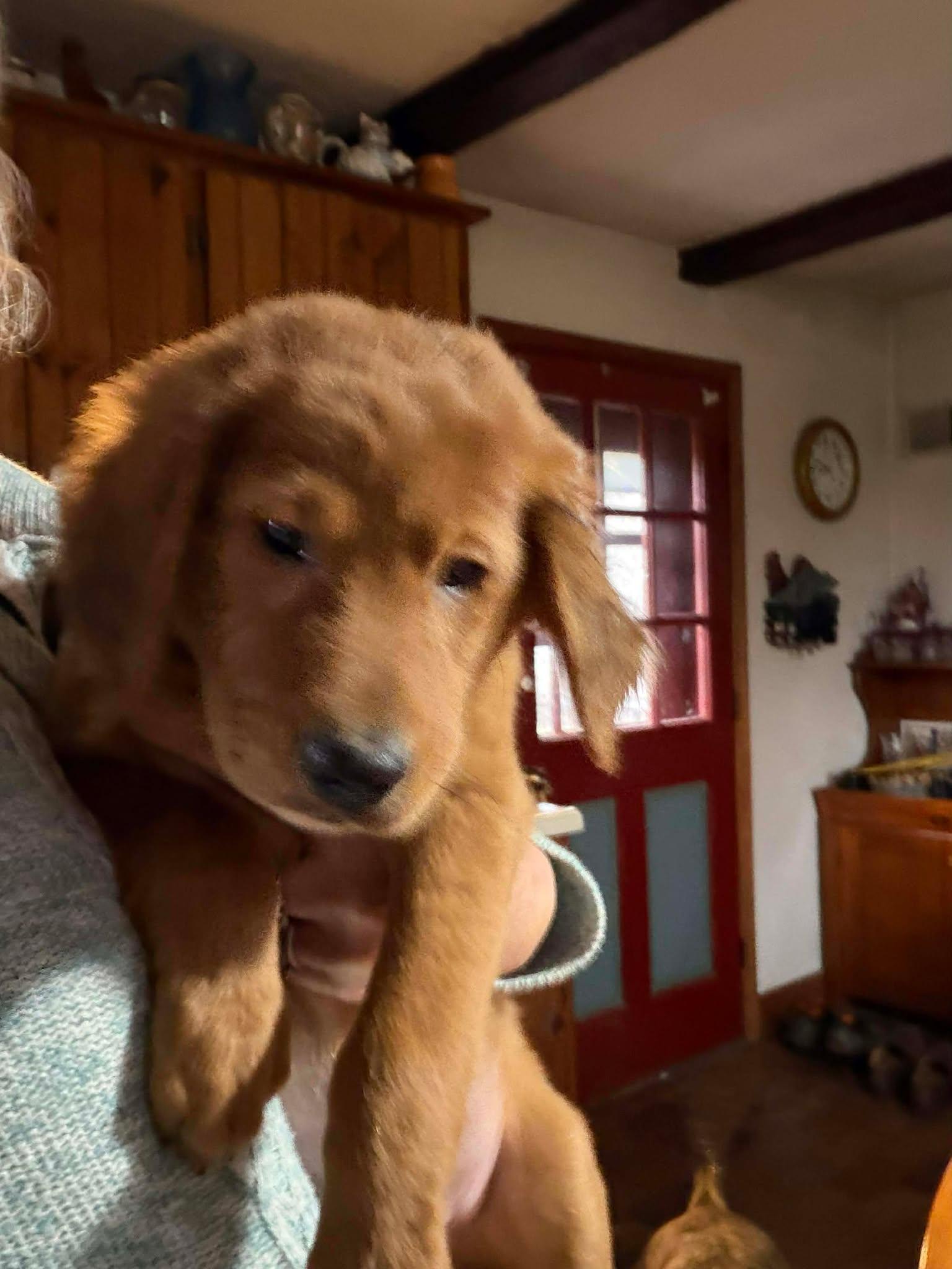 Finley, a Adopted mixed breed in Mechanicsburg, PA image 1/3