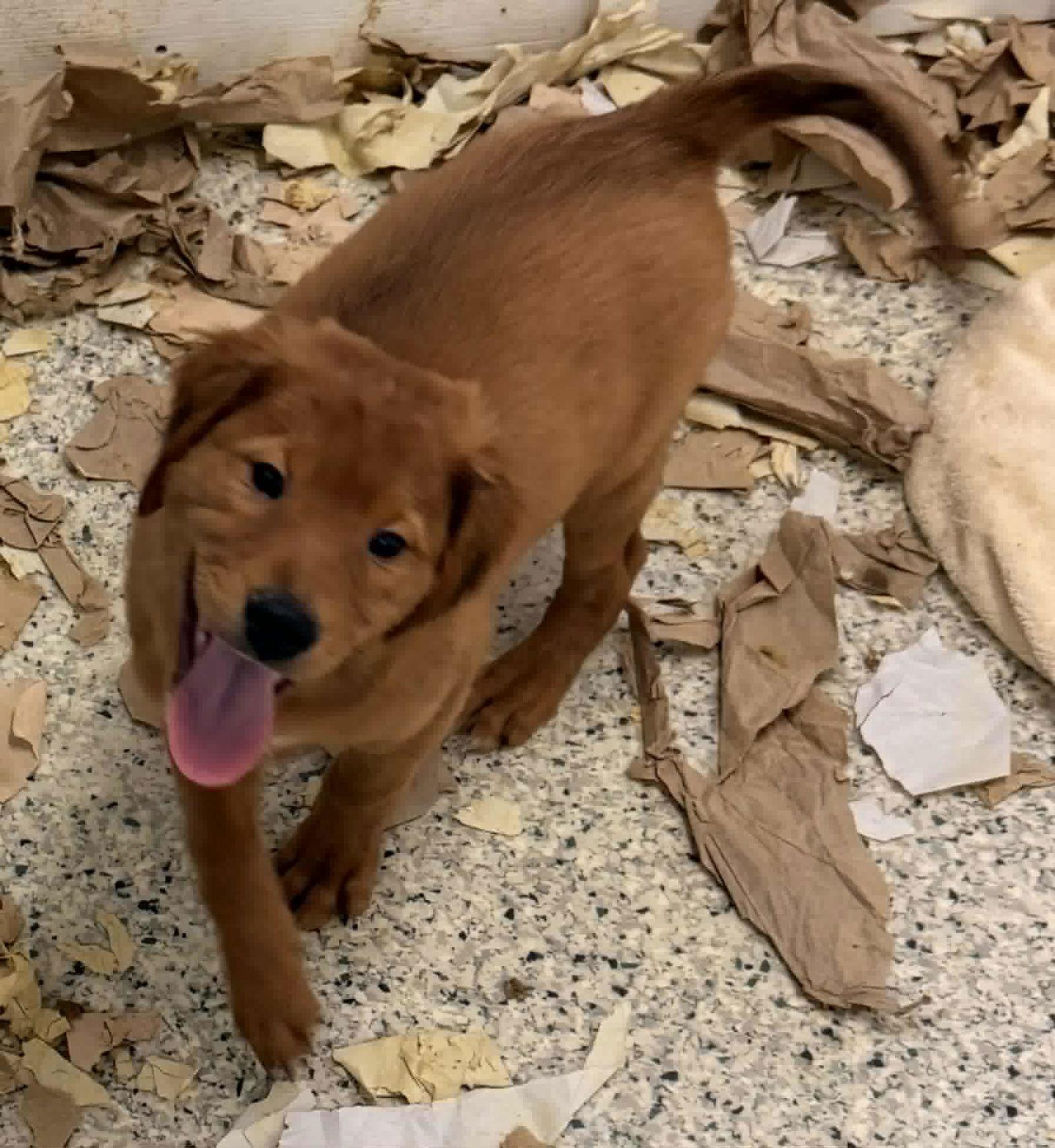 Finley, a Adopted mixed breed in Mechanicsburg, PA image 2/3