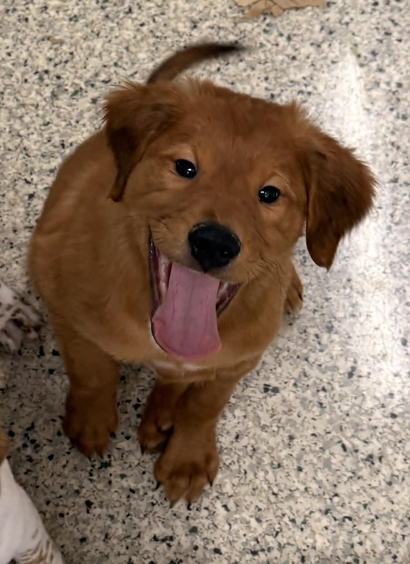 Finley, a Adopted mixed breed in Mechanicsburg, PA image 3/3