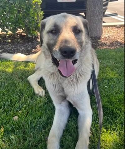 Judge, Adoptable, Adult Male Anatolian Shepherd.