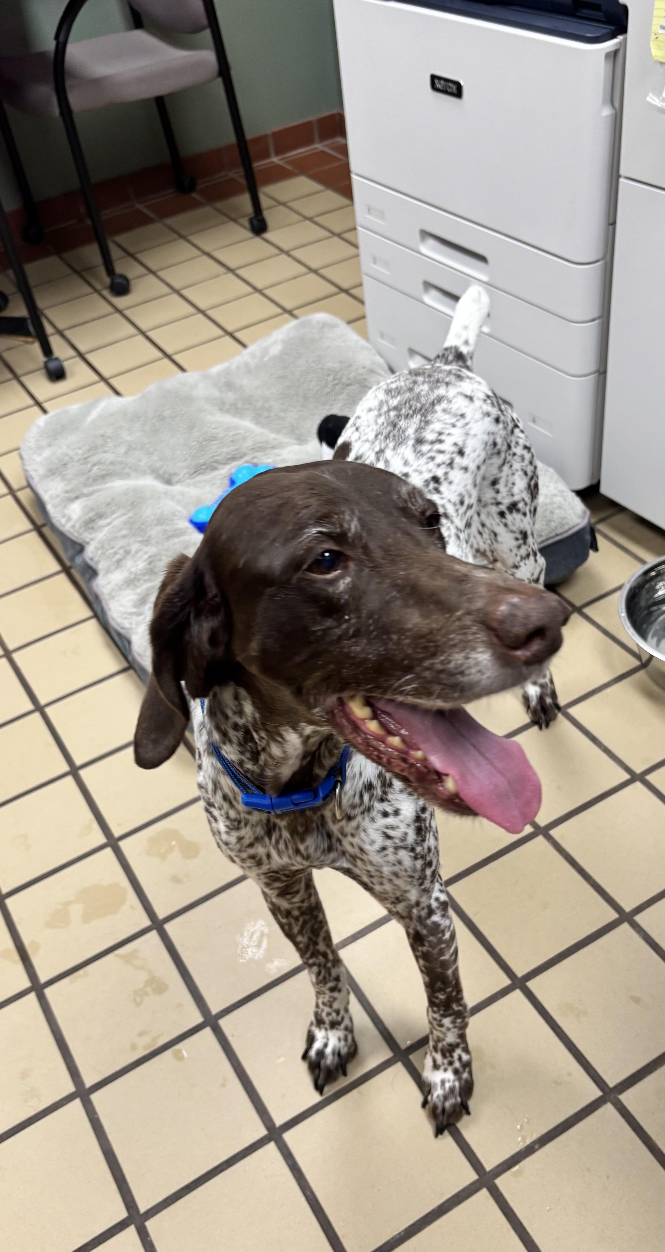 Enlarge Winten, a ADOPTABLE German Shorthaired Pointer in White Cloud, MI image 2/3