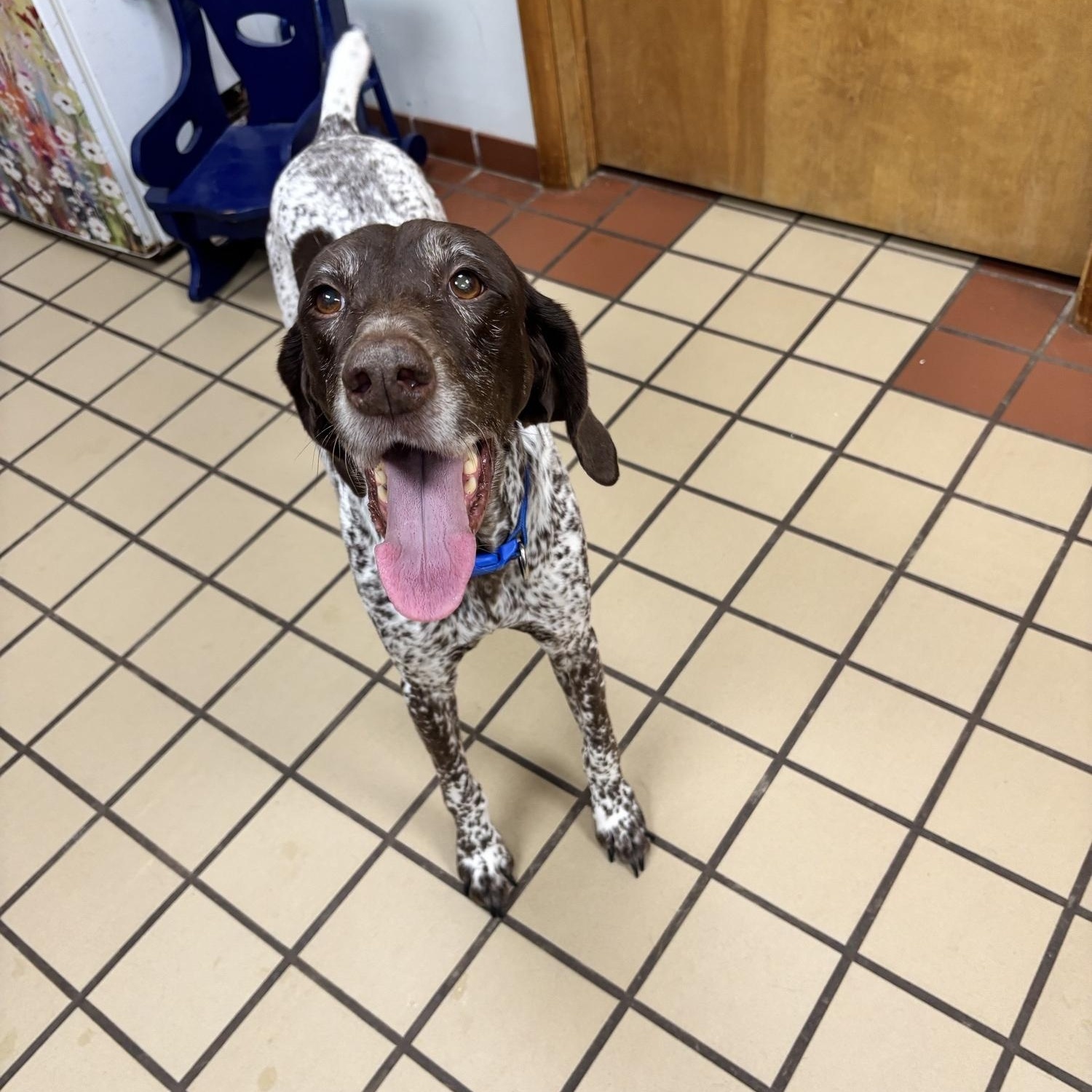 Enlarge Winten, a ADOPTABLE German Shorthaired Pointer in White Cloud, MI image 3/3