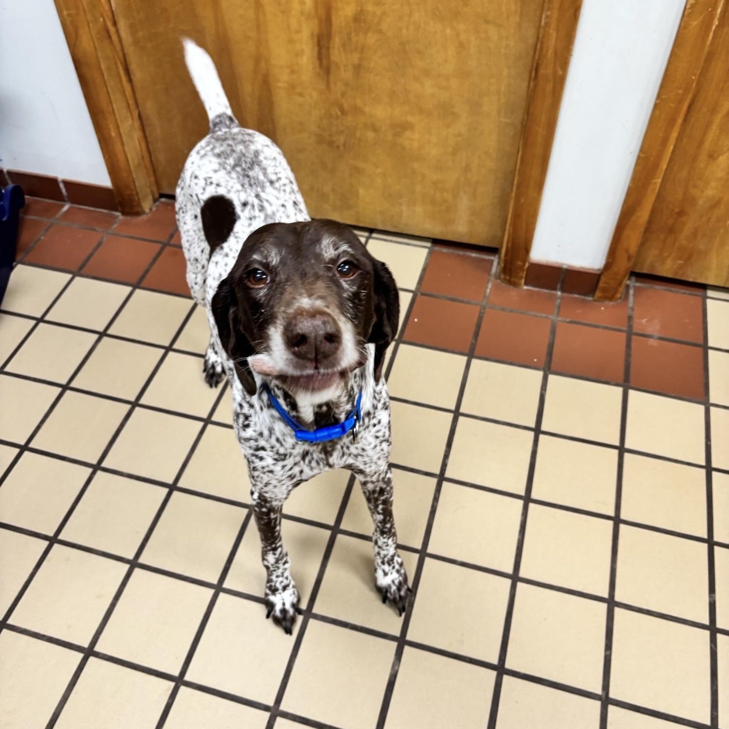 Enlarge Winten, a ADOPTABLE German Shorthaired Pointer in White Cloud, MI image 1/3