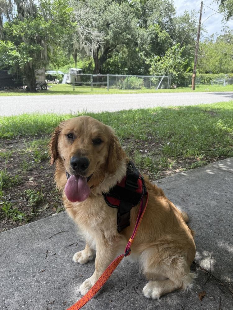 Remy, a Adopted Golden Retriever in Saint Augustine, FL image 1/3