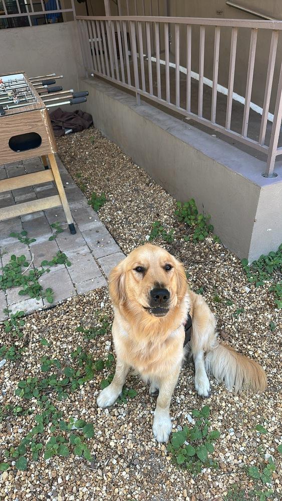 Remy, a Adopted Golden Retriever in Saint Augustine, FL image 2/3