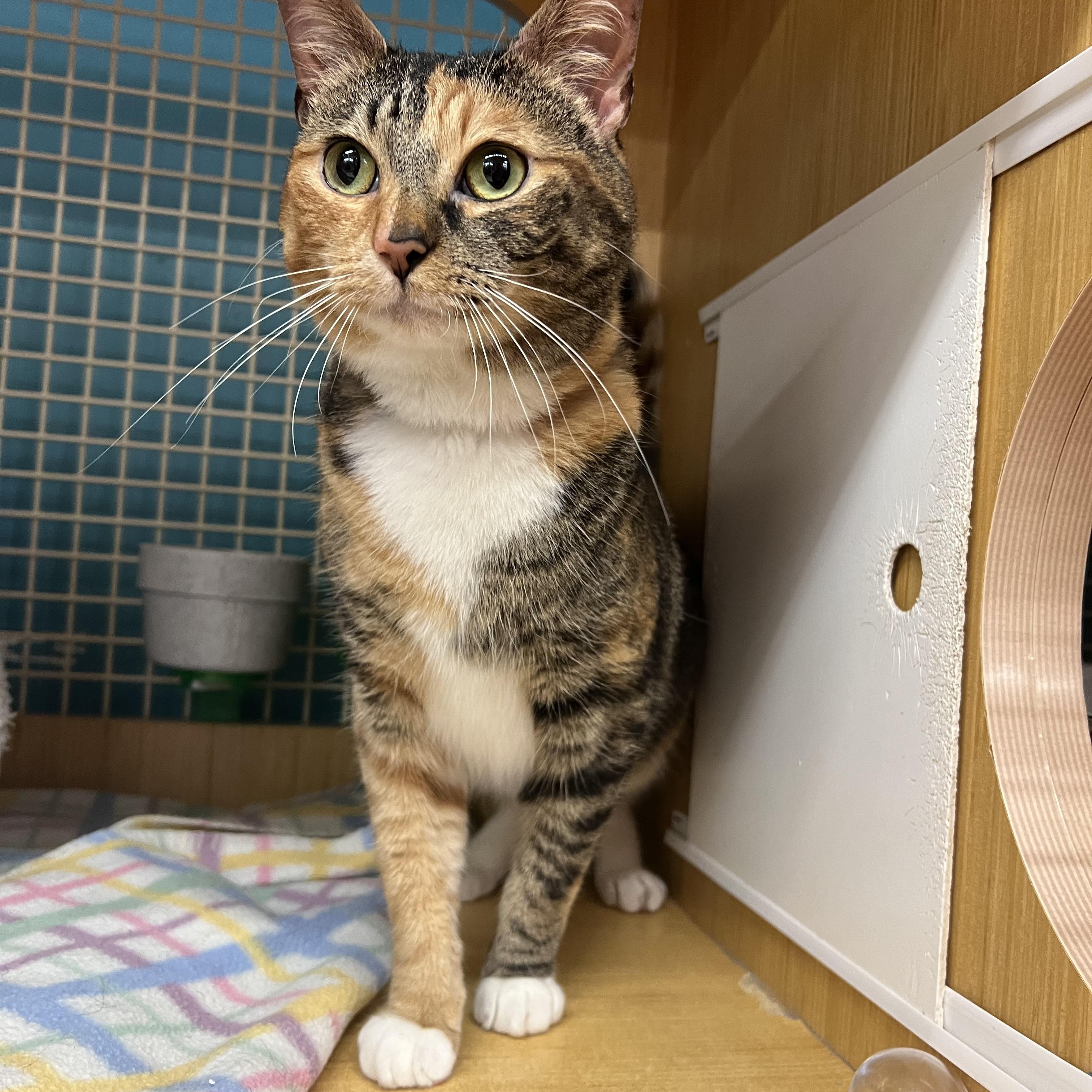 Briar, ADOPTABLE, Adult Female Domestic Short Hair.