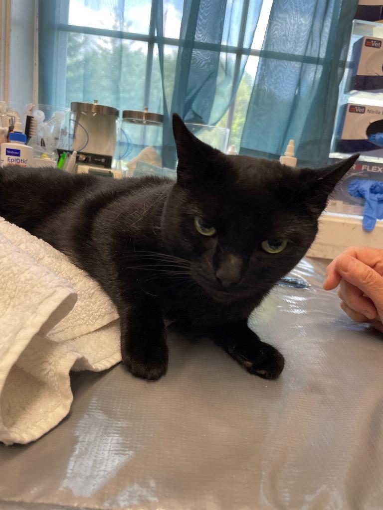 Inky, Adoptable, Adult Female Domestic Short Hair.