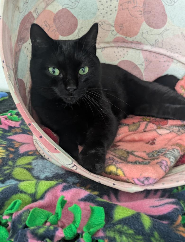 Enlarge Inky, a Adoptable mixed breed in Cumberland, ME image 2/2
