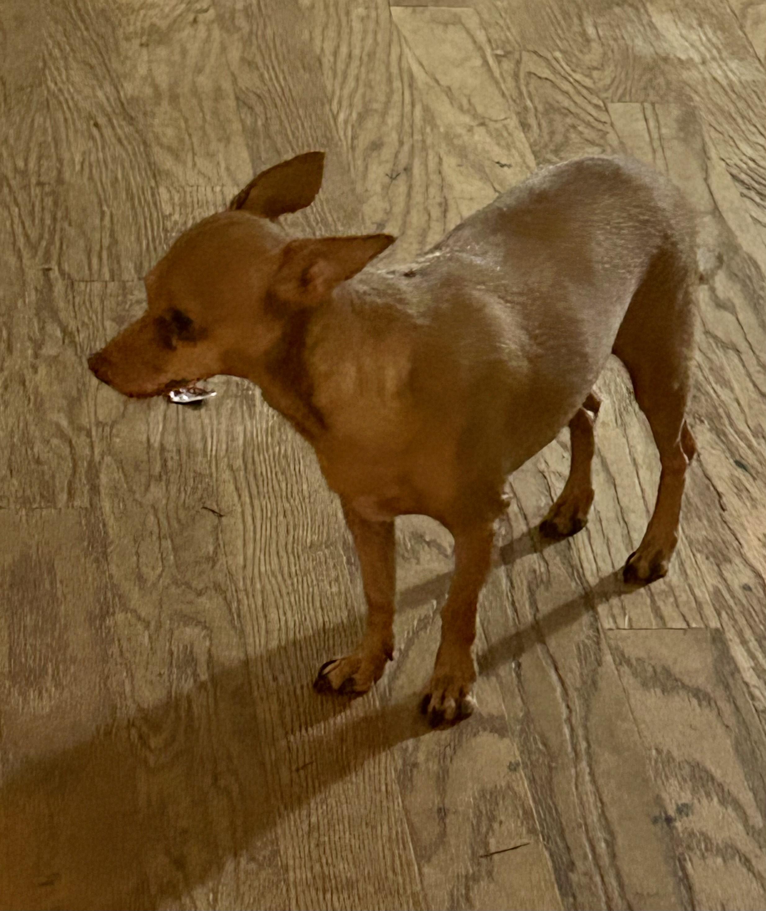 Little Bill, Adoptable, Adult Male Chihuahua & Rat Terrier.