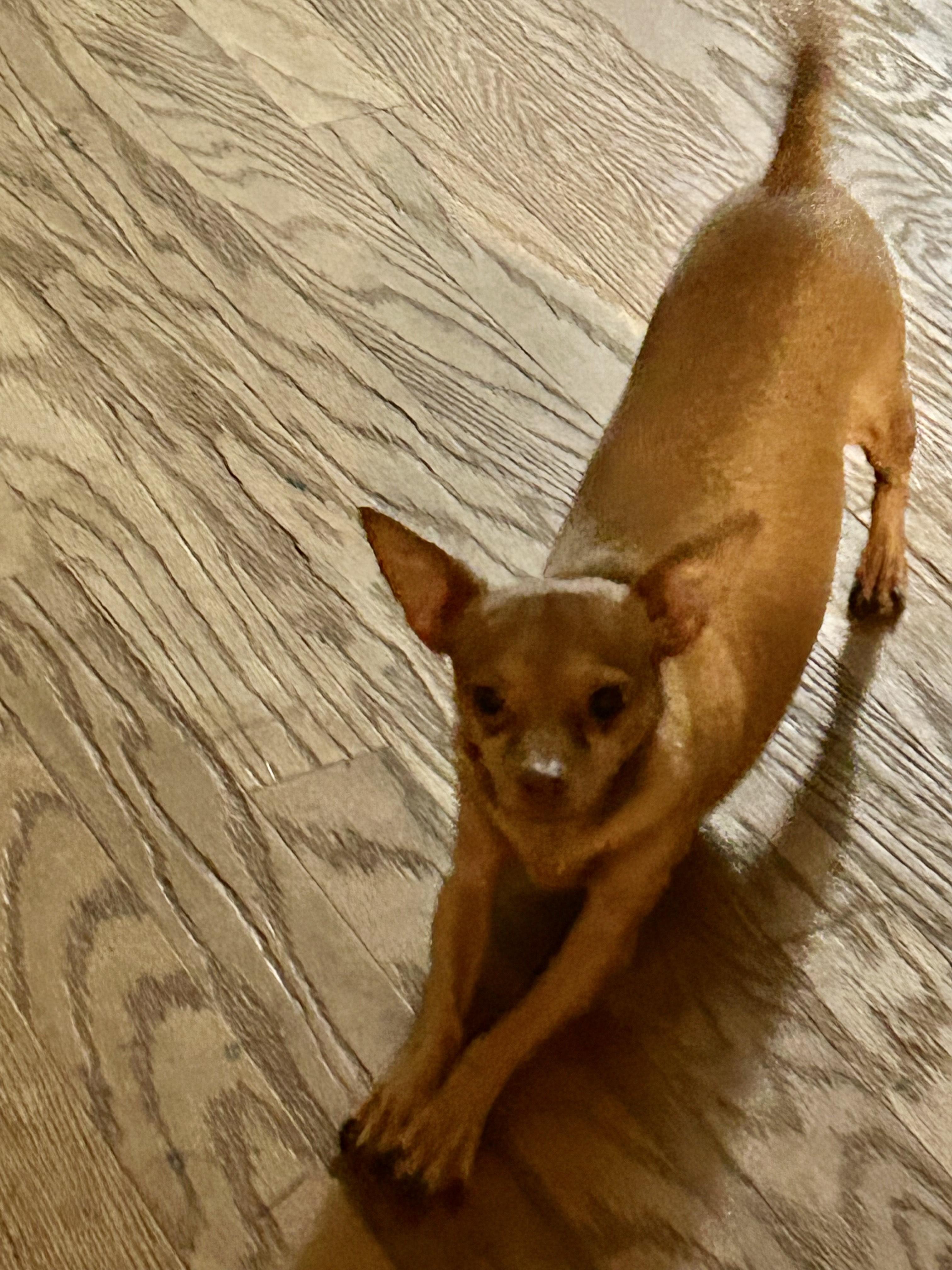 Enlarge Little Bill, a Adoptable mixed breed in Woodstock, GA image 3/4