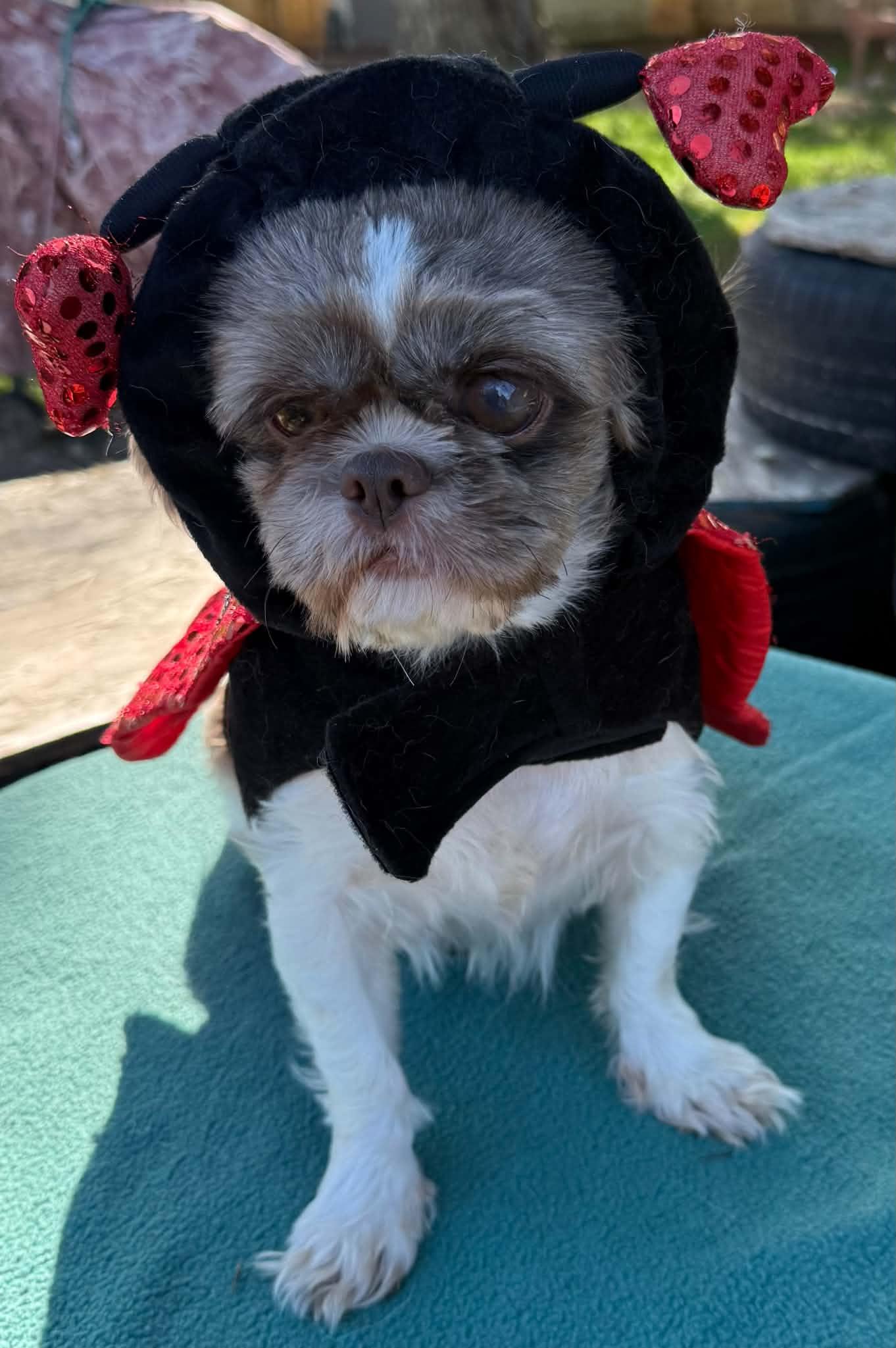 Pebbles FUN girl, Adoptable, Adult Female Shih Tzu.