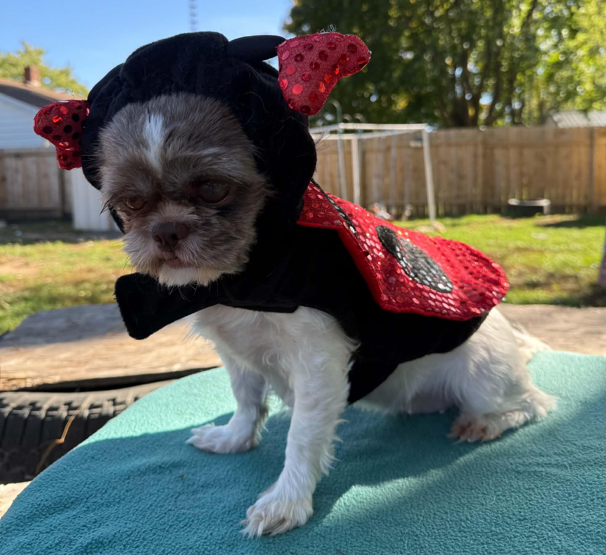 Enlarge Pebbles FUN girl, a Adoptable Shih Tzu in North Freedom, WI image 5/6