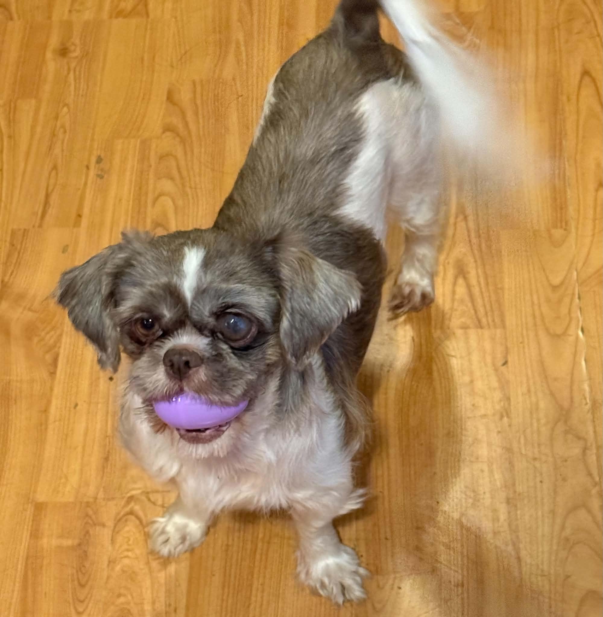 Enlarge Pebbles FUN girl, a Adoptable Shih Tzu in North Freedom, WI image 2/6