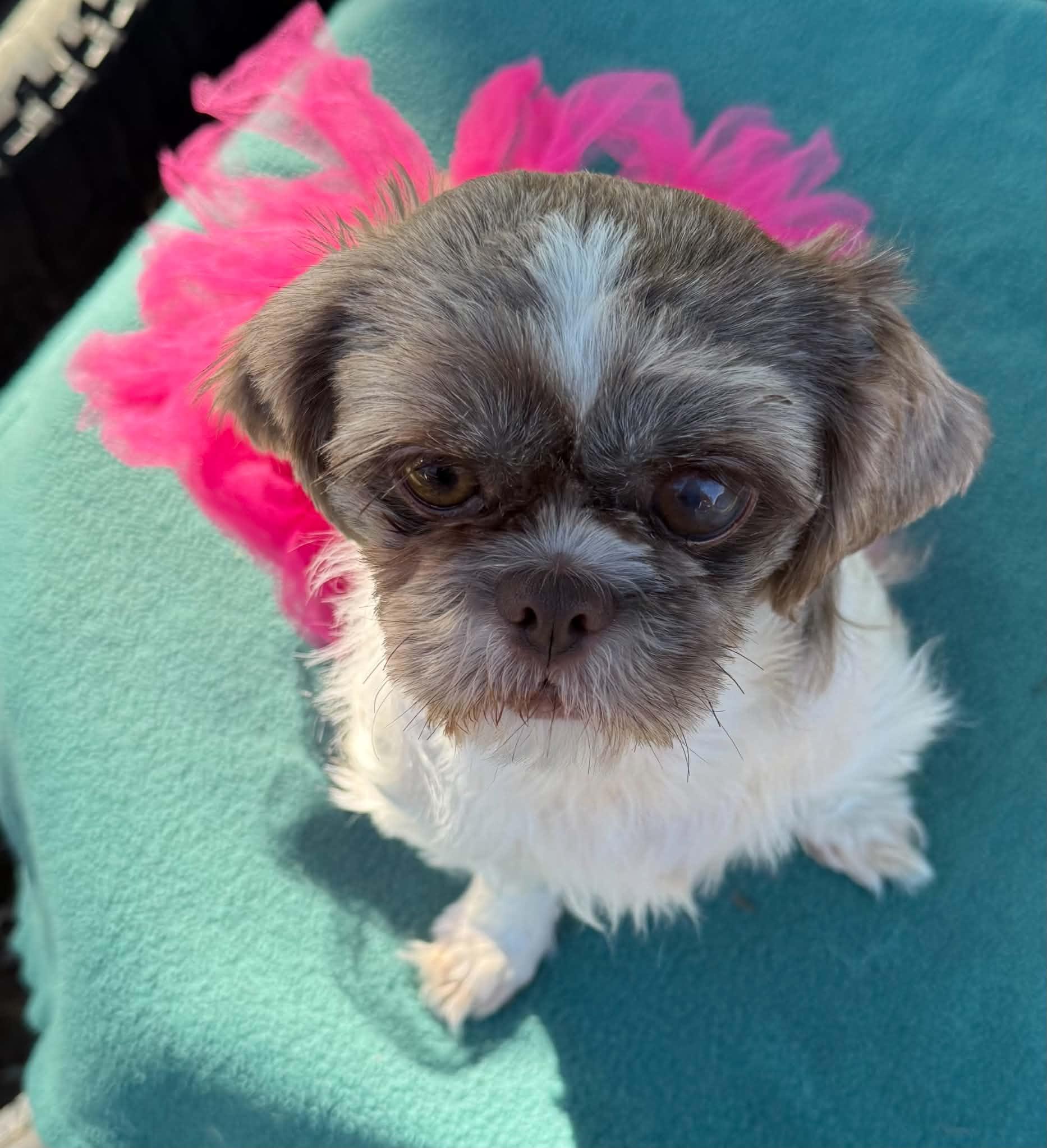 Enlarge Pebbles FUN girl, a Adoptable Shih Tzu in North Freedom, WI image 6/6