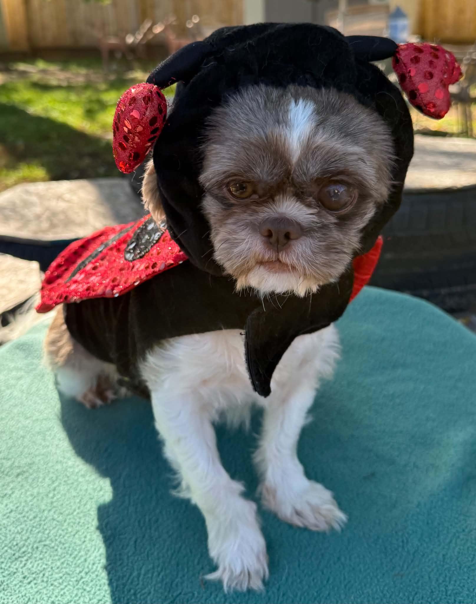 Enlarge Pebbles FUN girl, a Adoptable Shih Tzu in North Freedom, WI image 4/6