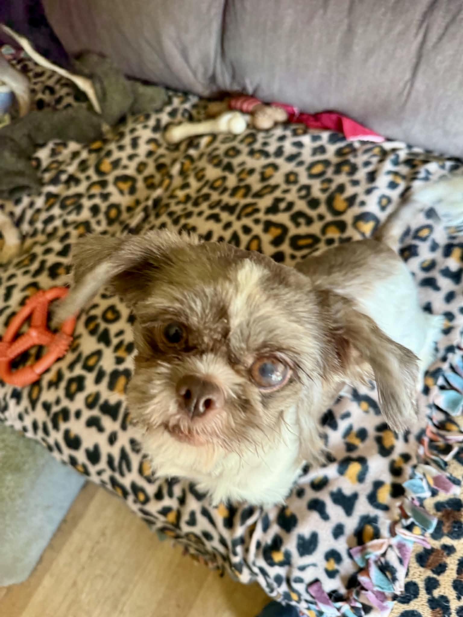 Enlarge Pebbles FUN girl, a Adoptable Shih Tzu in North Freedom, WI image 3/6