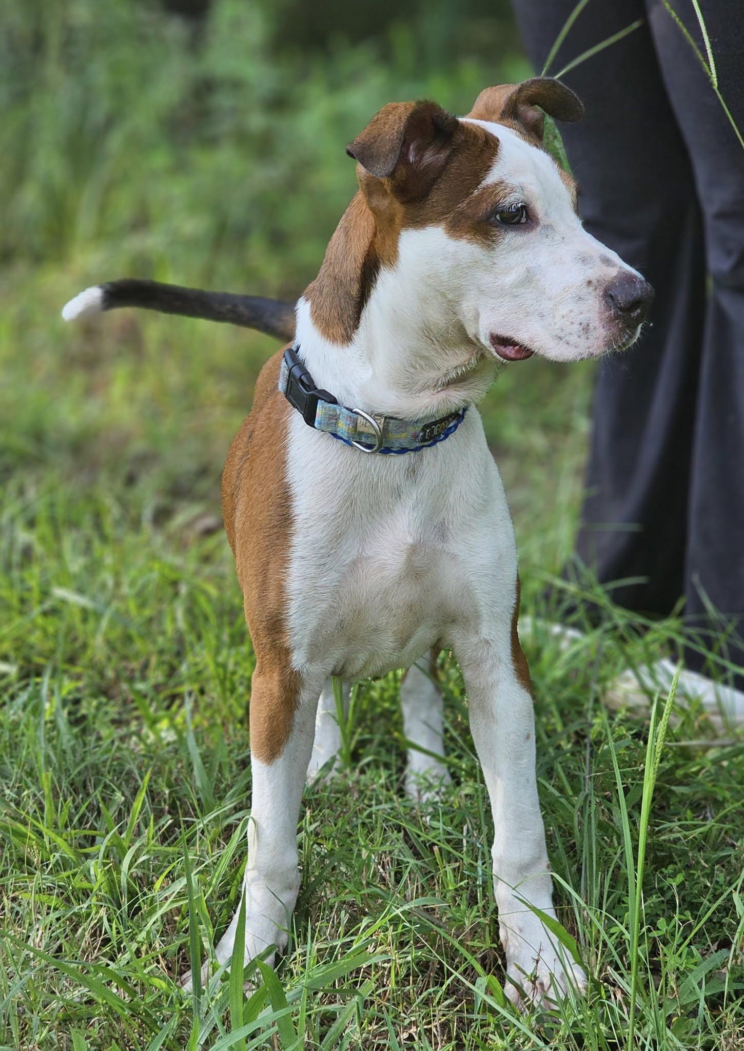 Seely, a Adoptable mixed breed in Fort Payne, AL image 1/6